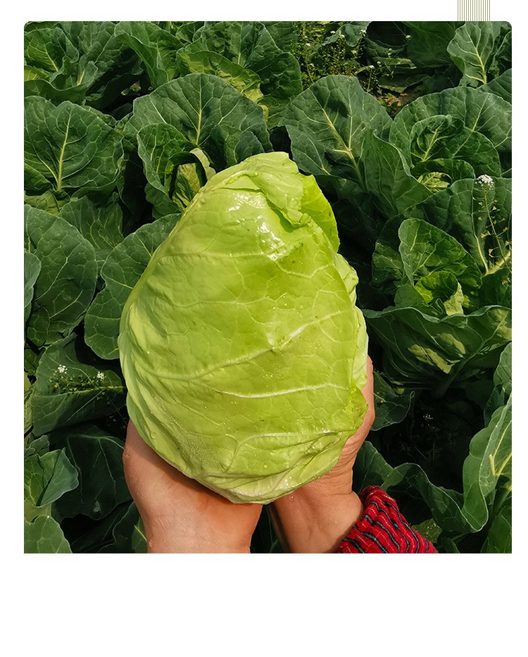 fgacct顺丰农家自种牛心包菜新鲜包心菜卷心菜 江苏时令蔬菜当季 1500