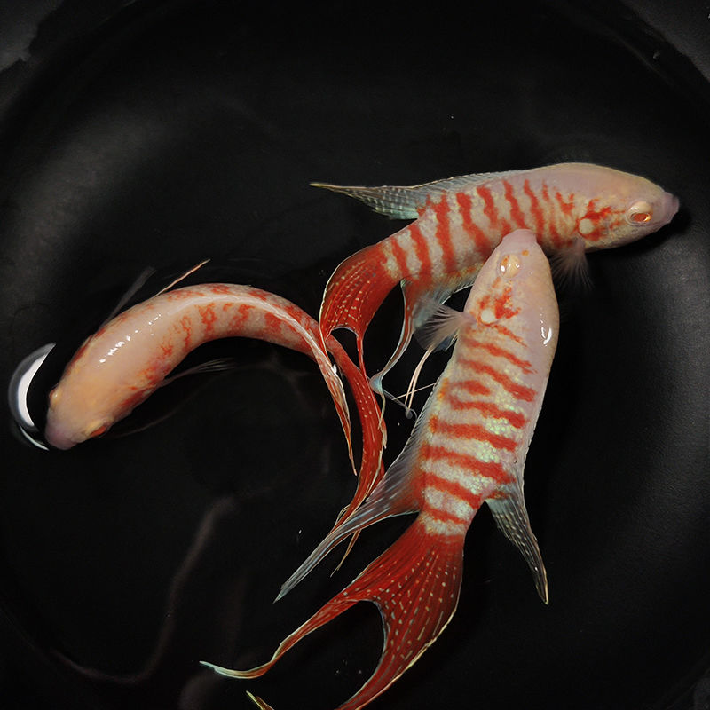 朵芮蜜(鸿运白兔)中国斗鱼活体活鱼冷水淡水观赏鱼好养耐活免打氧鱼苗