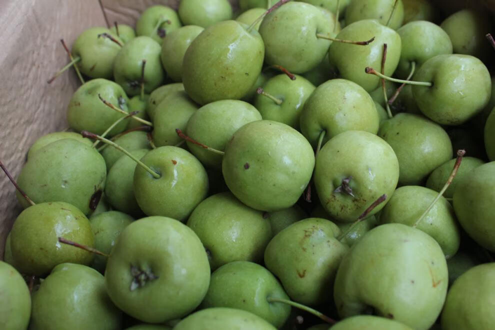 芬岚 广西特产青皮山楂5斤新鲜现摘青色山楂特产果无渣酸爽 8斤【图片
