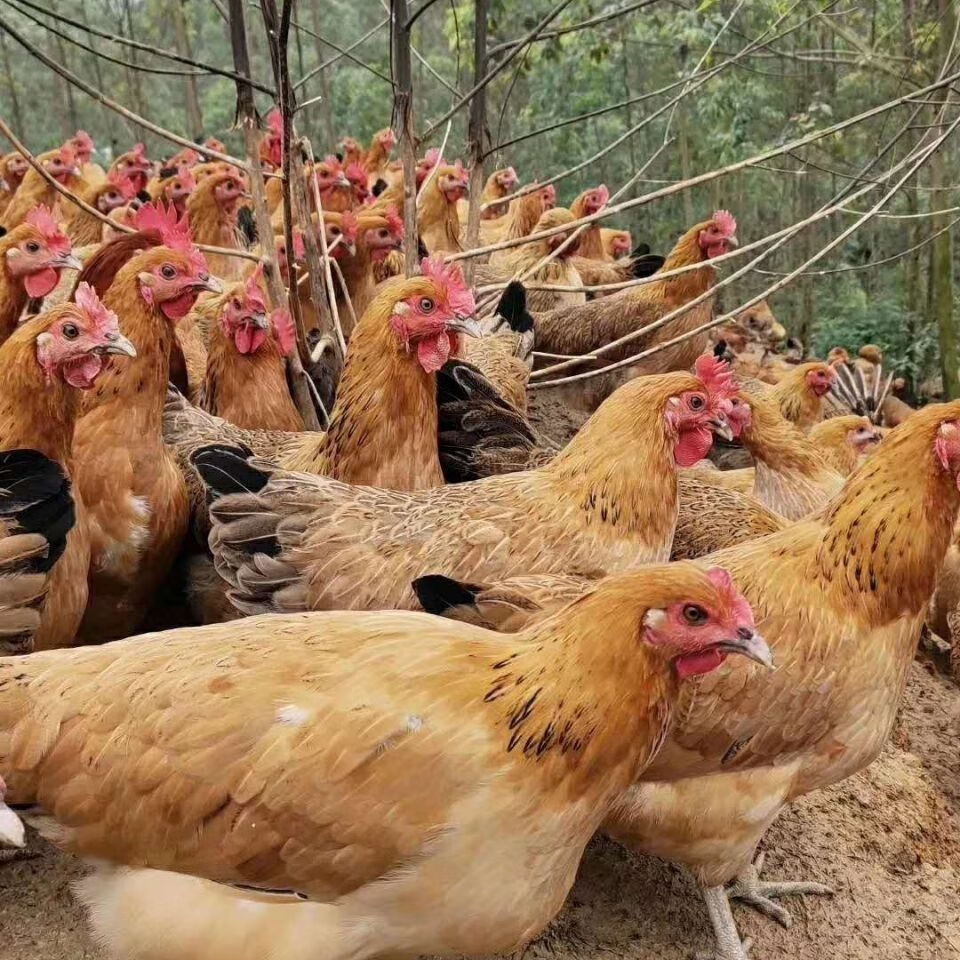 快大青脚黑红瑶鸡受精种蛋青脚麻鸡种蛋快大型土鸡蛋可孵化小鸡 30枚