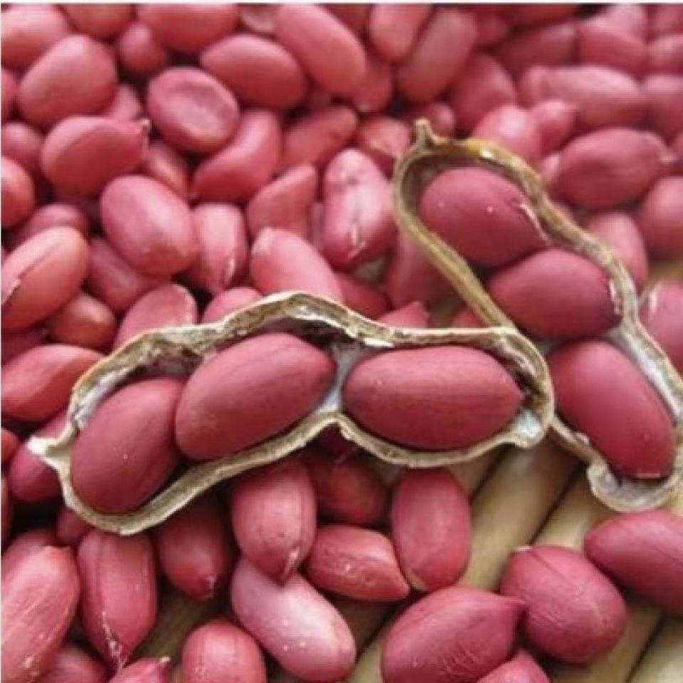 花生种子农科院新品种原种红皮花生带壳晒干高产薄皮早熟农家自种量大