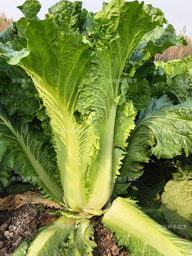 天津大青麻叶白菜原包10克