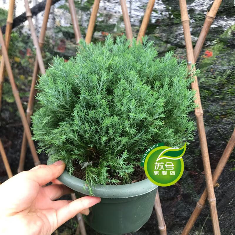 皮球松盆栽松柏球球形的柏树室内外绿色小植物皮球松一盆不含盆