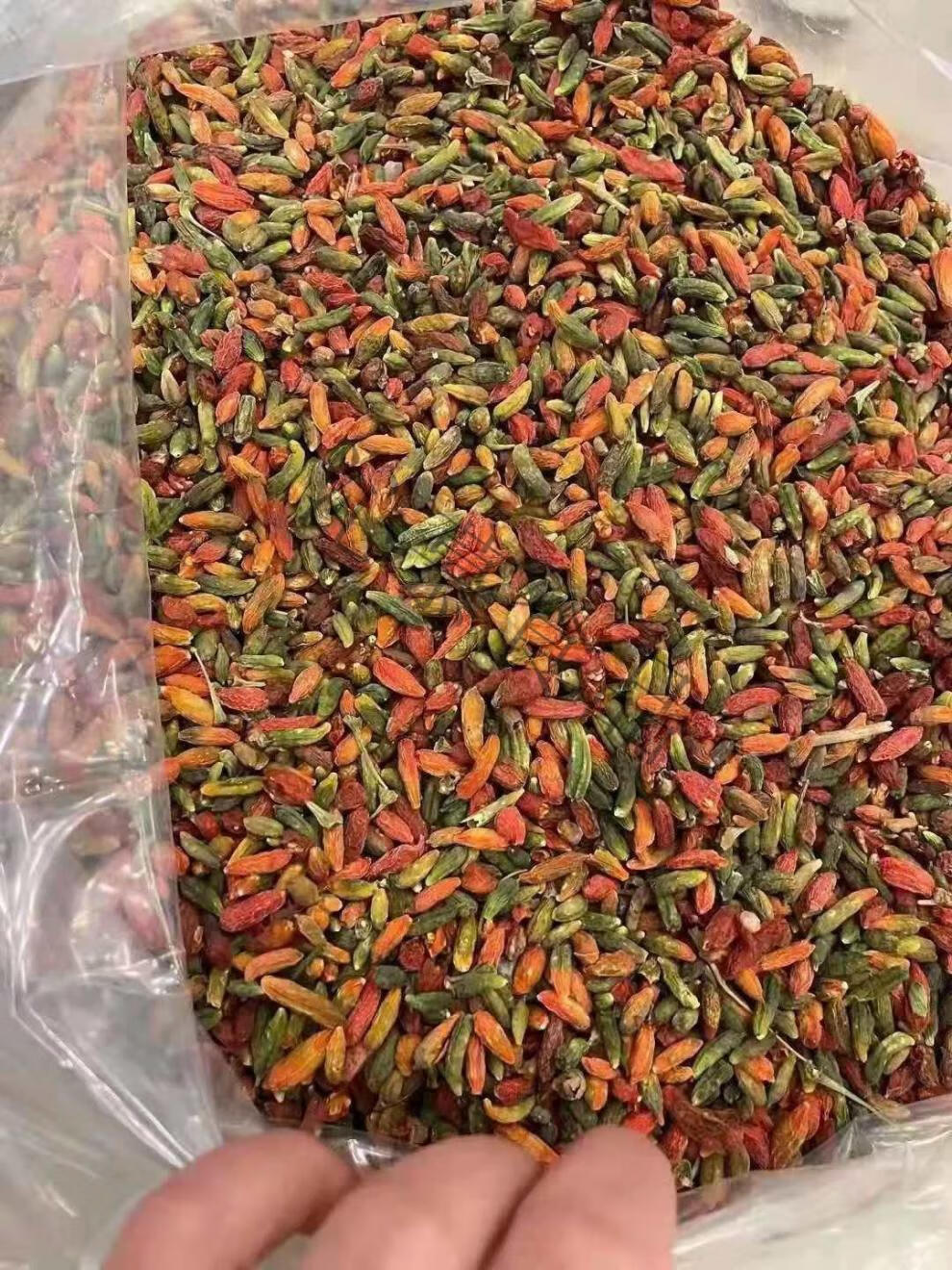 新货正宗长白山野生枸杞特级野生大粒枸杞青枸杞没有硫免洗 野生枸杞