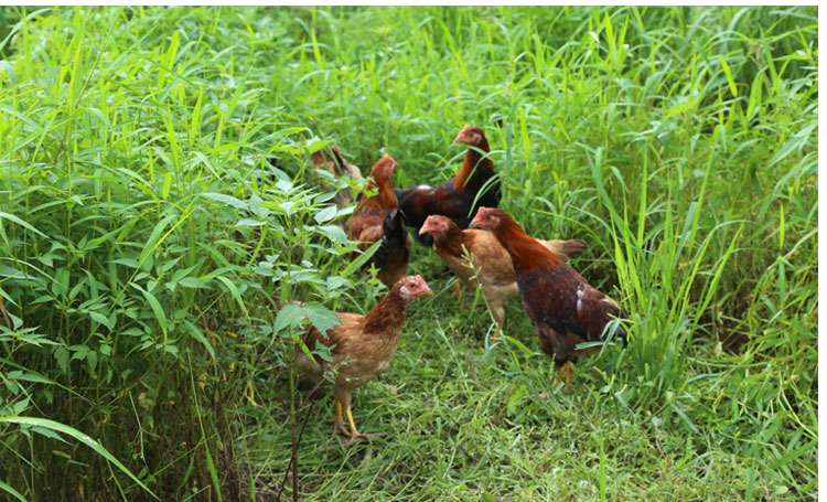 农家杂粮喂养土鸡散养童子鸡未打鸣小公鸡刚打鸣仔鸡新鲜现杀 2斤