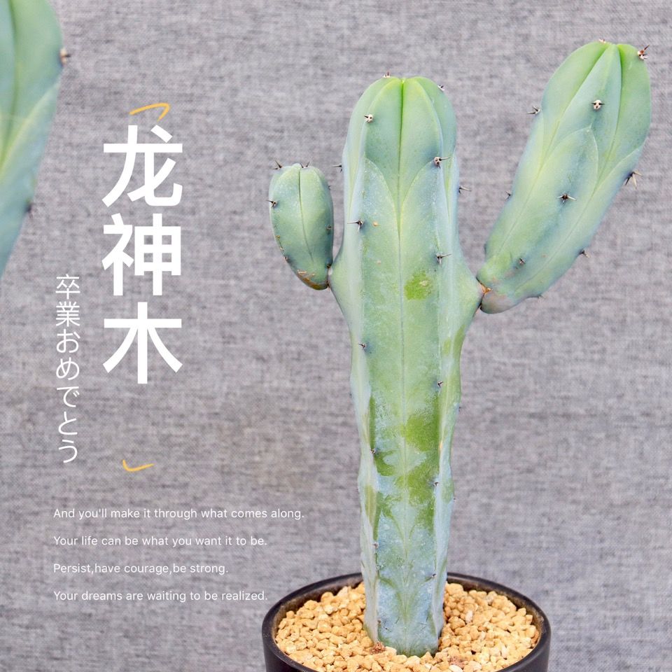 龙神木仙人柱 仙人球蓝色少刺网红仙人掌福禄寿室内多肉植物盆栽