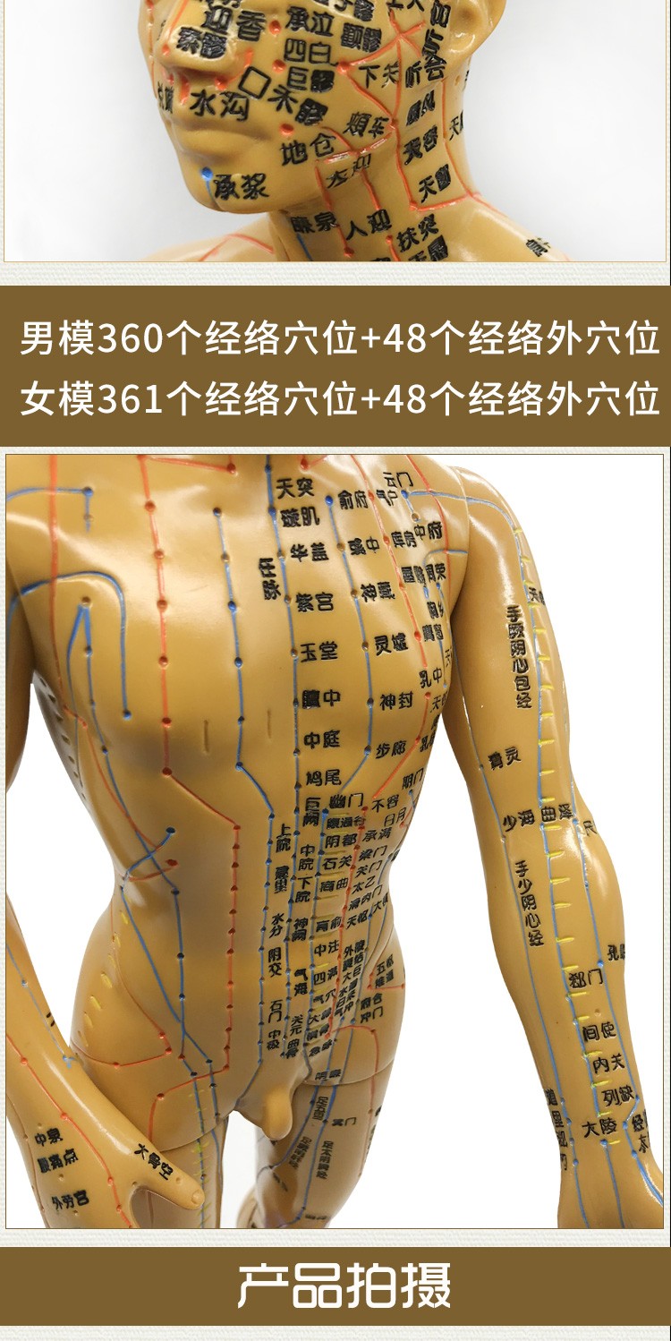 人体经络穴位模型中医用铜人模型全身男可扎针模女模医用教学模型经络