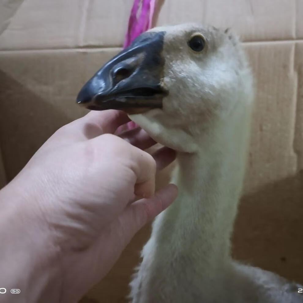 千诚宠物生活专营店商品编号:10054655051642商品名称:本地狮头鹅