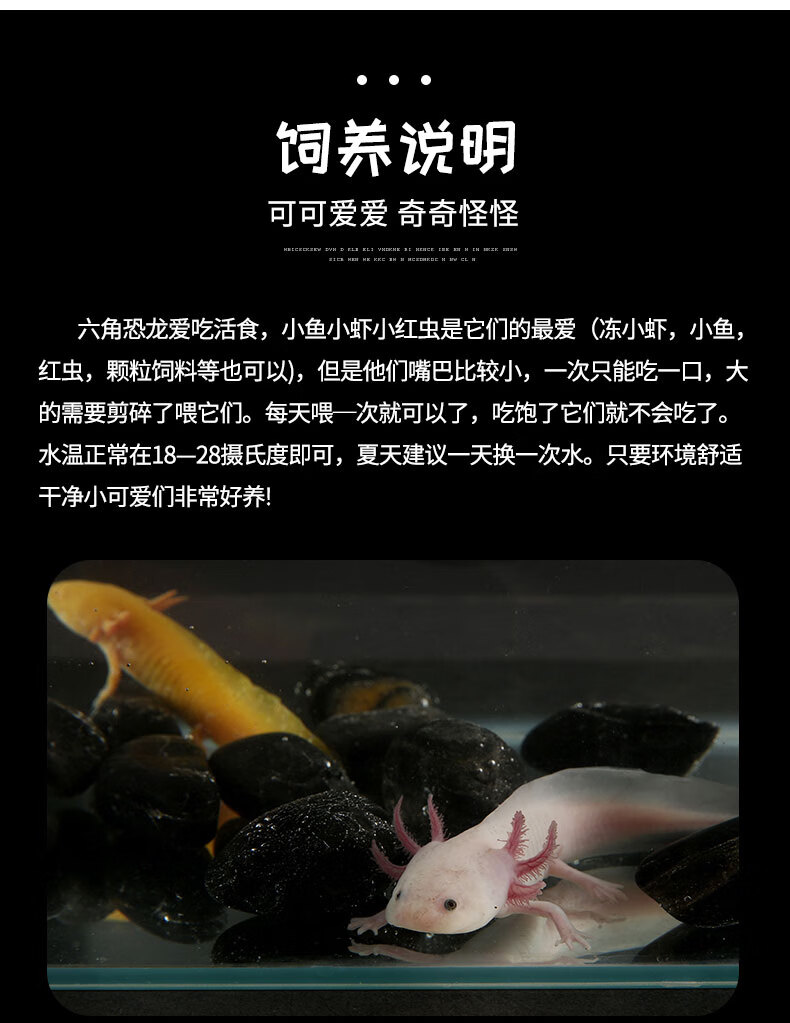 六角恐龙鱼蝾螈活物冷水淡水鱼好养耐活金鱼锦鲤观赏鱼爬行宠物鱼 5-8