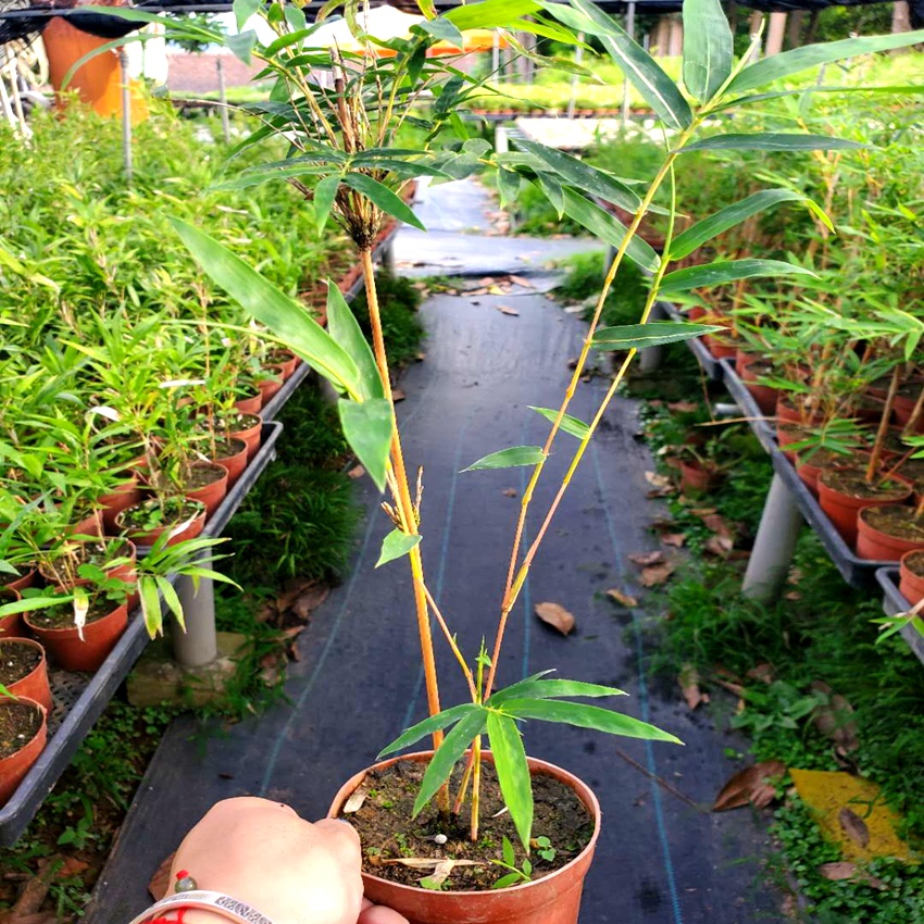 红竹红观音竹红色竹子绿植盆栽稀有品种文人书房竹盆景 红观音竹5杆