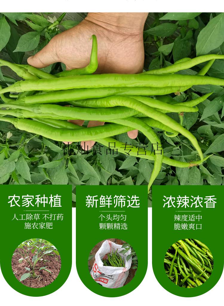 农家自种鲜辣椒新鲜二荆条杭椒薄皮长中辣5斤现摘1500g