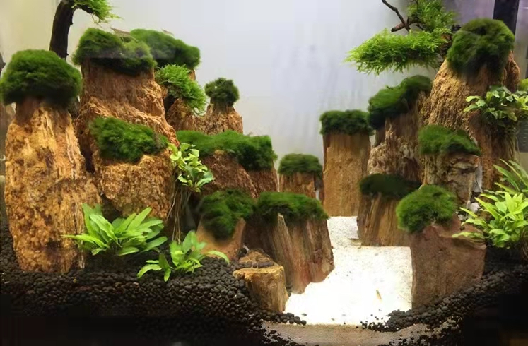 蜈蚣草植物绿菊鱼缸造景装饰金鱼藻增氧阴性活体淡冷水懒人真水草