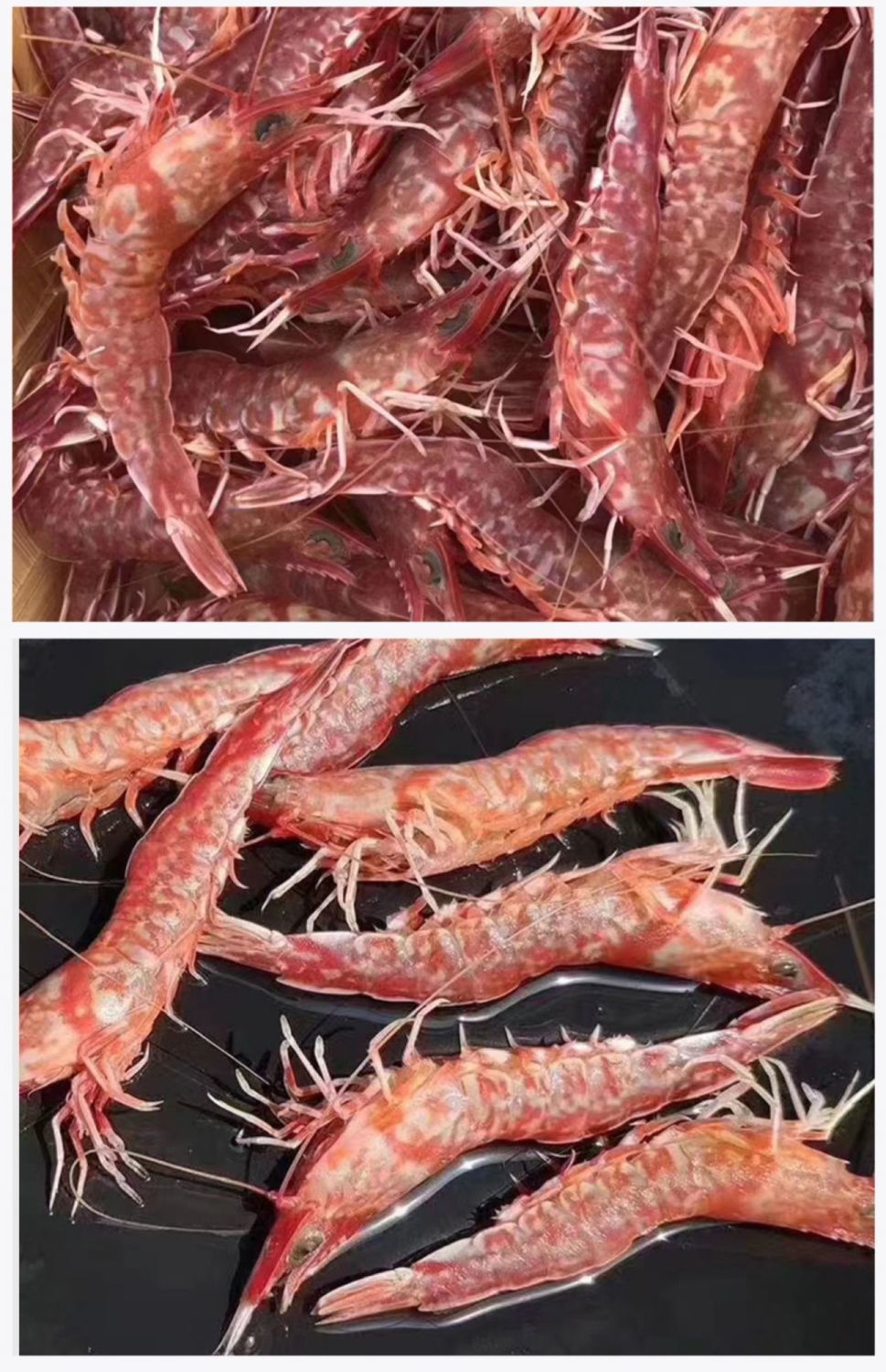 樱花虾厚壳虾海虾900g火焰虾玫瑰虾东山海捕红虾樱花虾鲜活 刺身白灼