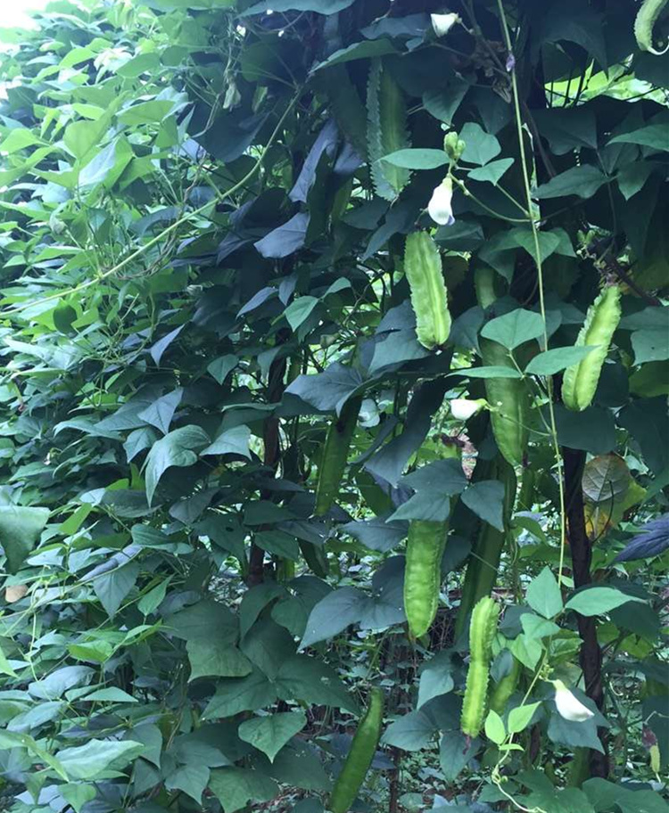 四棱豆种子四角豆种孑香龙豆四季四棱豆角爬藤蔬菜种籽四菱豆 30粒装