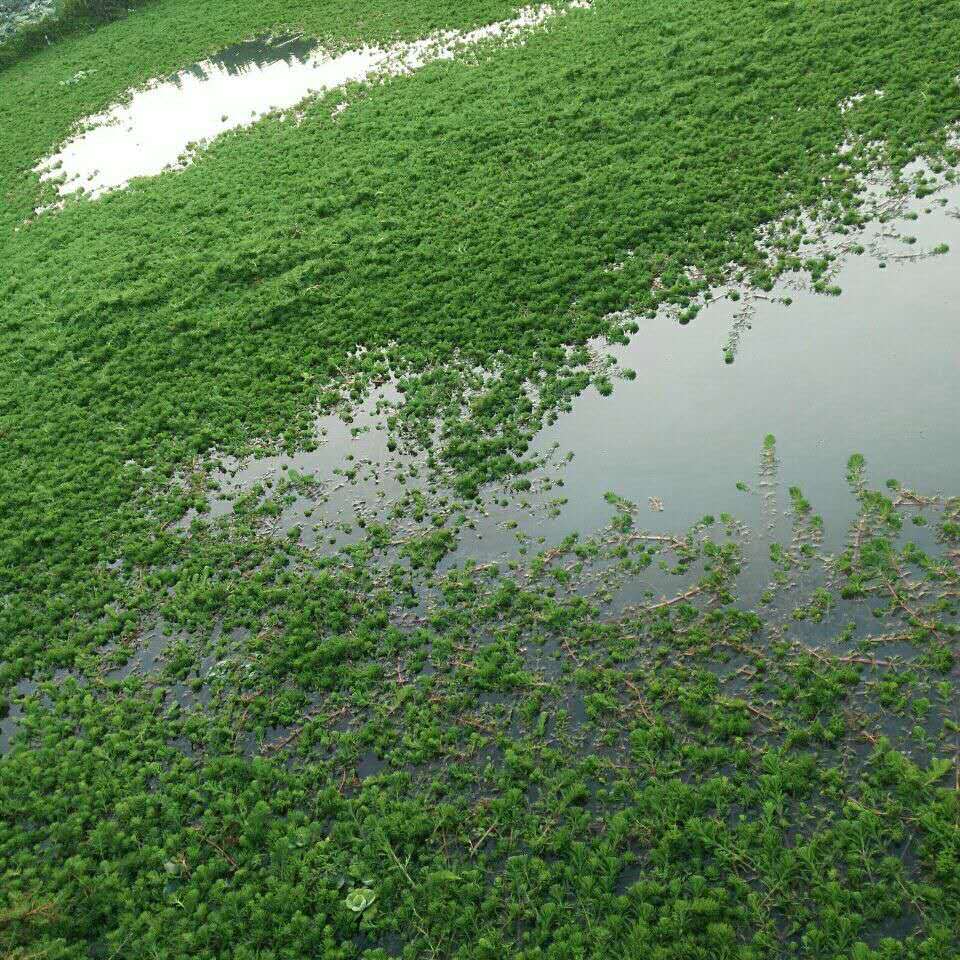 水草水葫芦水芙蓉狐尾草浮萍水生水培植物花卉养鱼虾龟观赏绿植