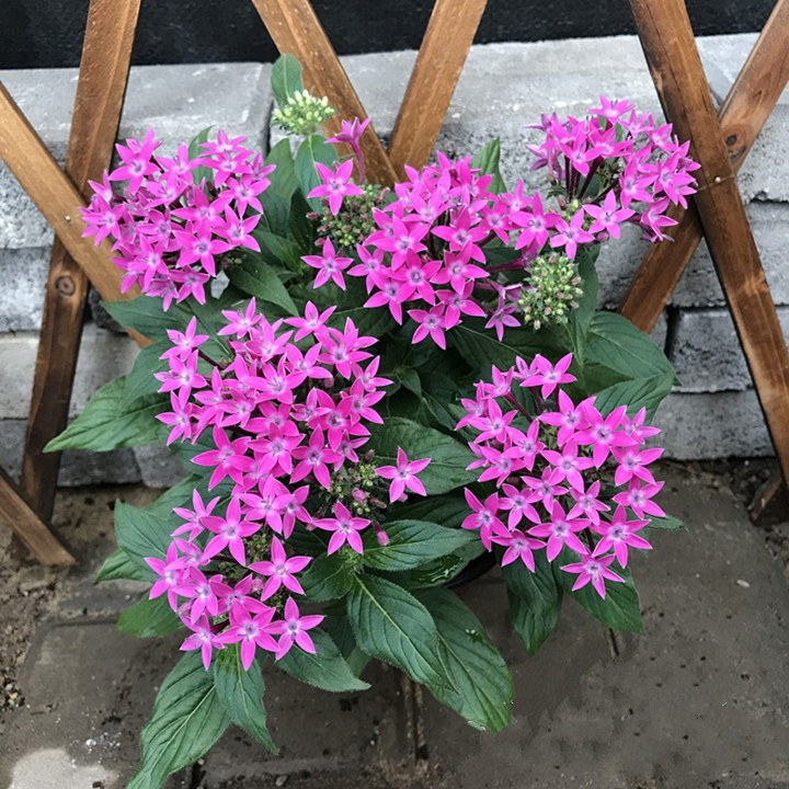 五星花盆栽耐热花卉露养耐晒繁星花花期长 淡粉色小盆 不含盆