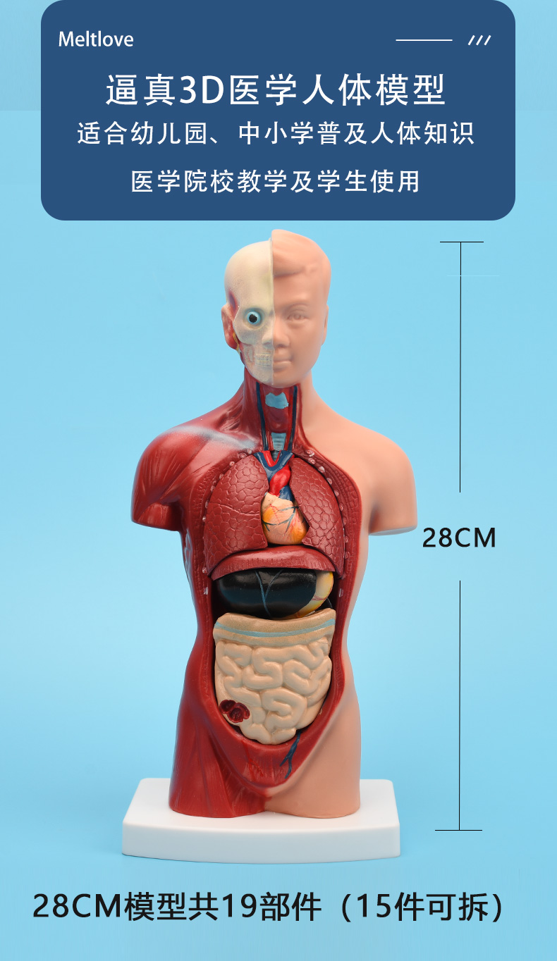 人体解剖模型器官可拆卸内脏学生用躯干结构造图教具米囹55cm学躯体