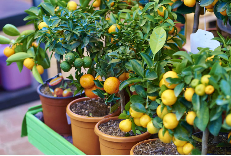 江西南丰枯子蜜橘南丰蜜桔 赣南蜜桔果橘子树苗嫁接果树苗桔子苗品全