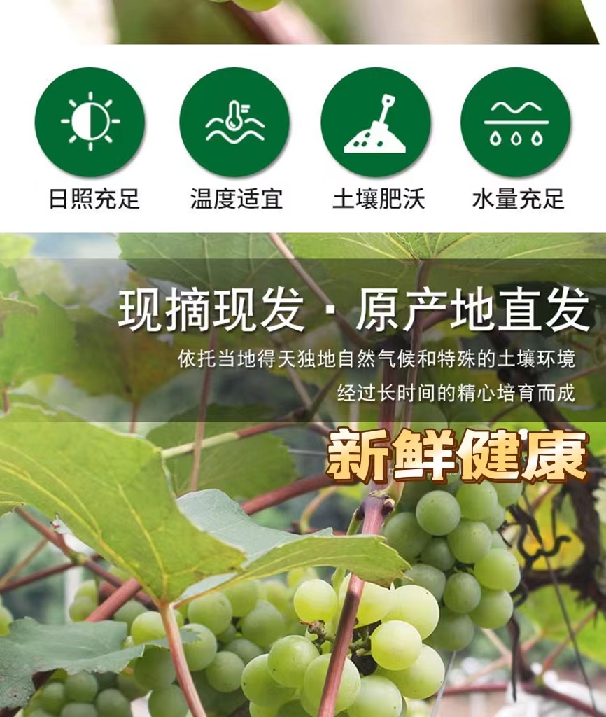 顺丰香水葡萄云南水晶葡萄5斤新鲜现摘香水葡萄当季孕妇水果甜非无籽
