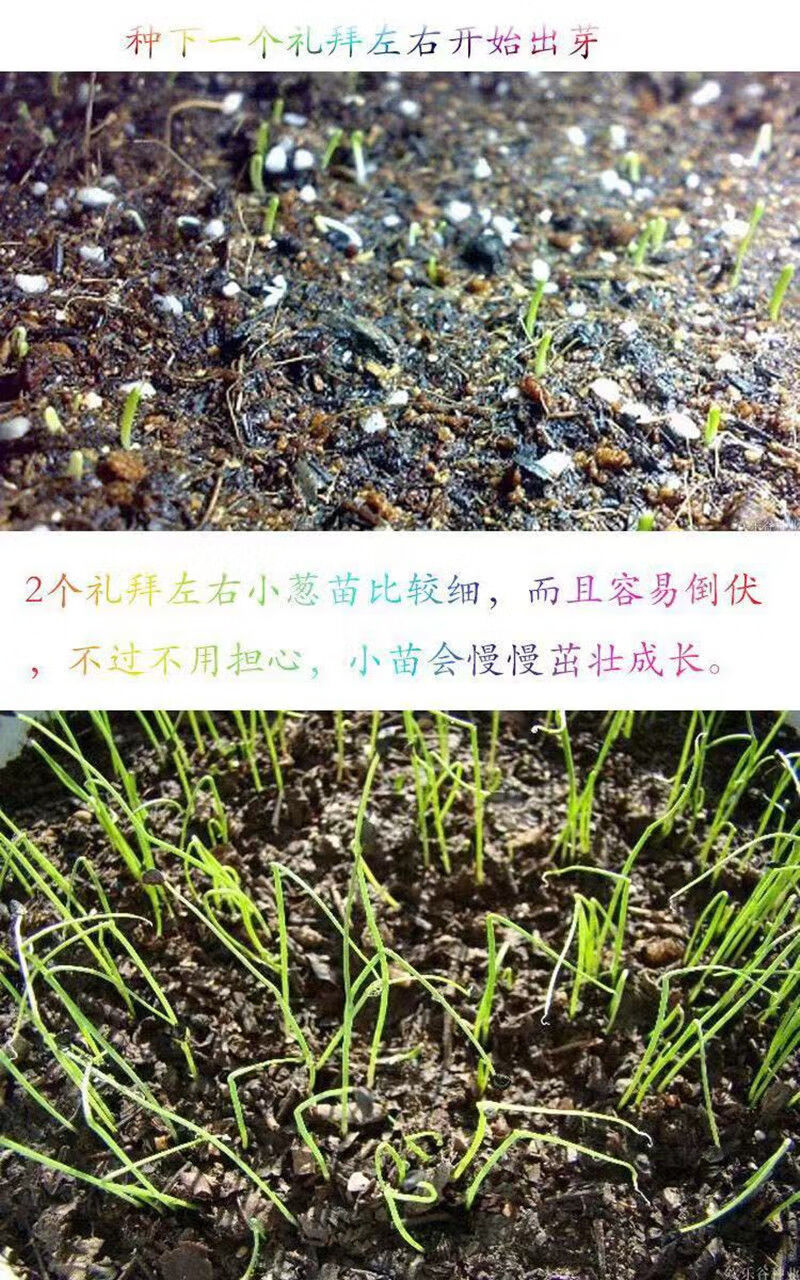 四季小香葱种子阳台室内盆栽易种植蔬菜种子小葱香葱种籽大全批发量大