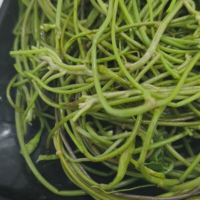 安徽無為特產野生菱角菜涼菜新鮮採摘水生植物稜角菜蔬菜菱角菜1斤