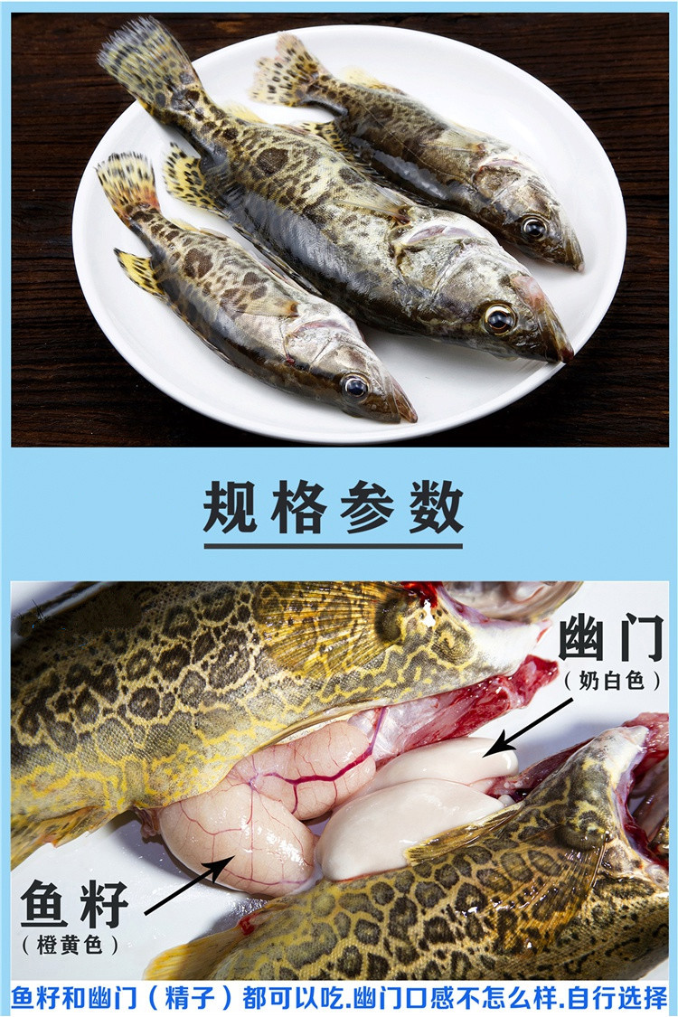 淡水魚桂魚鱖魚鰲花魚扁桂魚季花魚現捕鮮活現殺生鮮水產約500g一條約