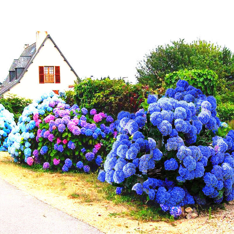 绣球花种子花种四季开花易活花籽盆栽庭院室内外花草植物花种籽子 花