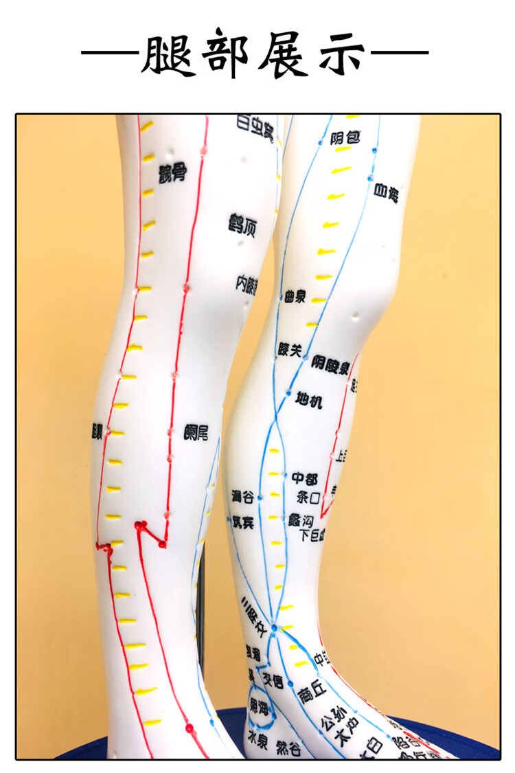 穴位模型中医人体针灸穴位模型手臂可转身体推拿按摩十二经络清晰男女