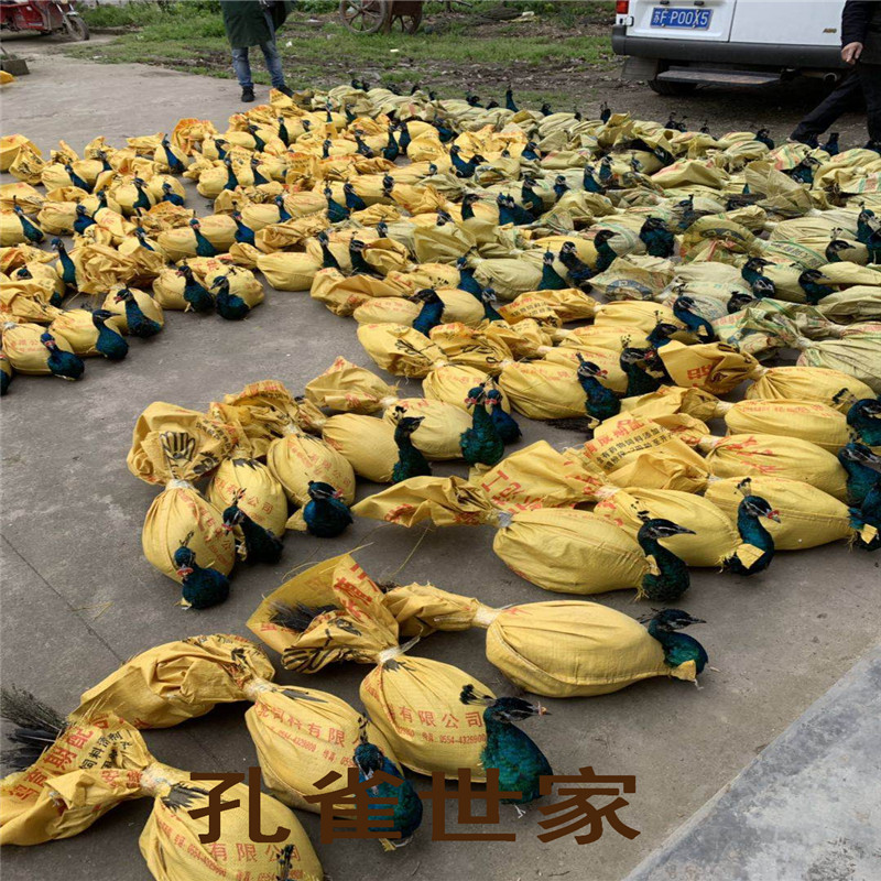苗孔雀活体宠物鸟活体观赏鸟全国快递发货量大五年公