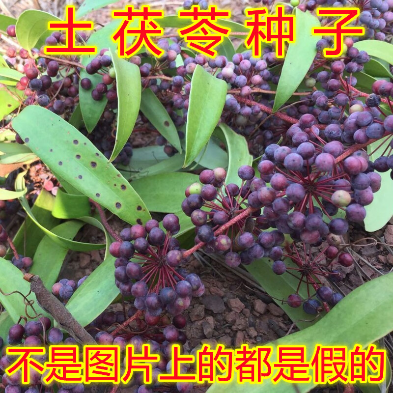 野生茯苓树籽红土苓硬饭头冷饭团 红肉土茯苓种子250g【图片 价格