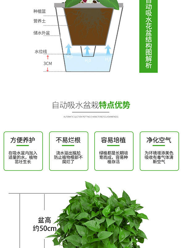 绿萝的分解图图片