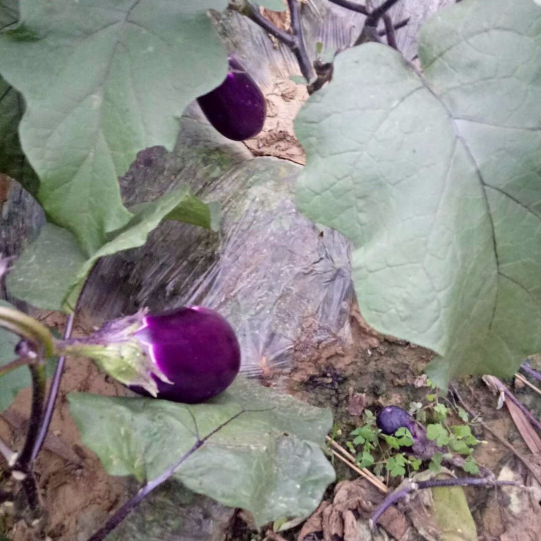 贵州凉都现摘新鲜椭圆茄子紫茄子两斤
