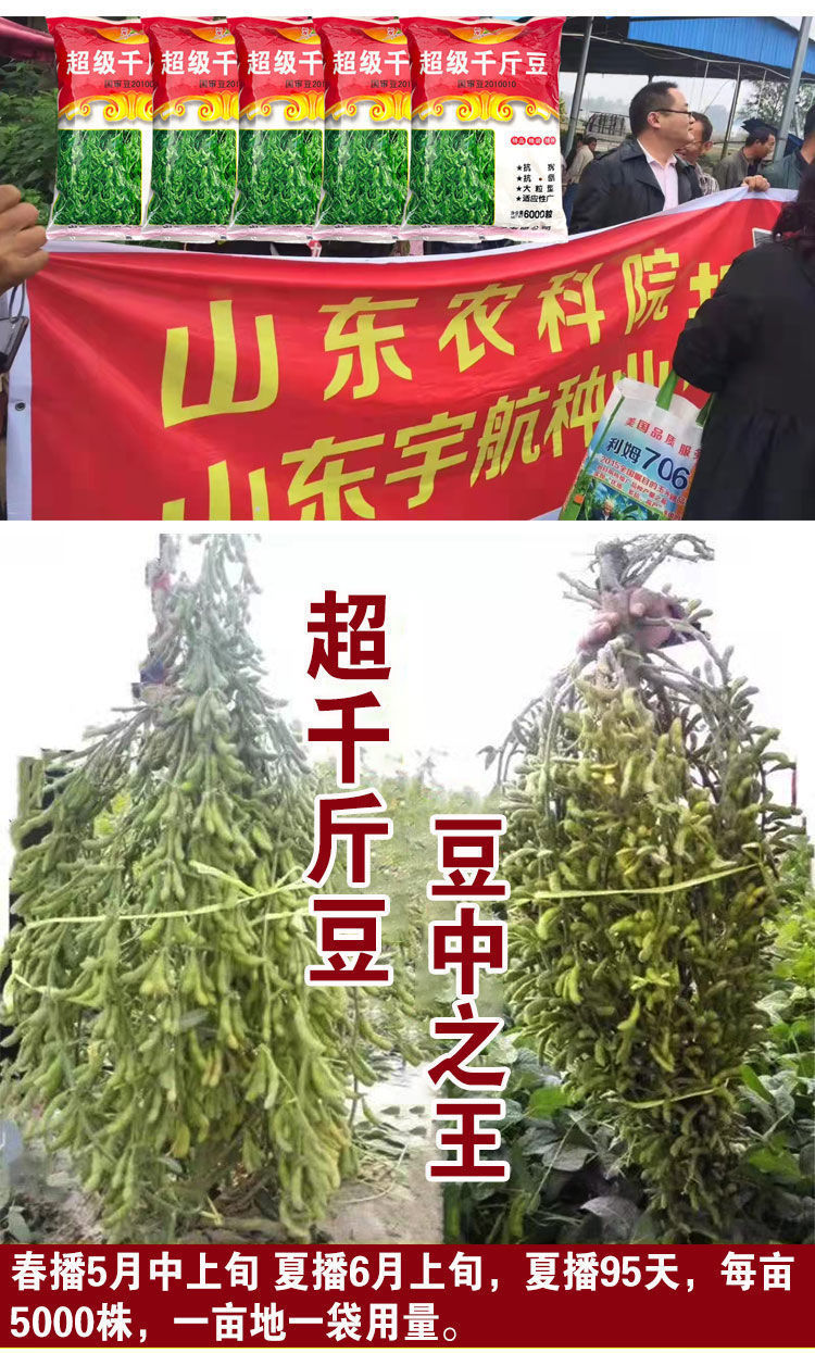 千斤豆黄豆种子国审大豆种籽大田基地抗病抗倒伏大粒黄豆种孑超千斤豆
