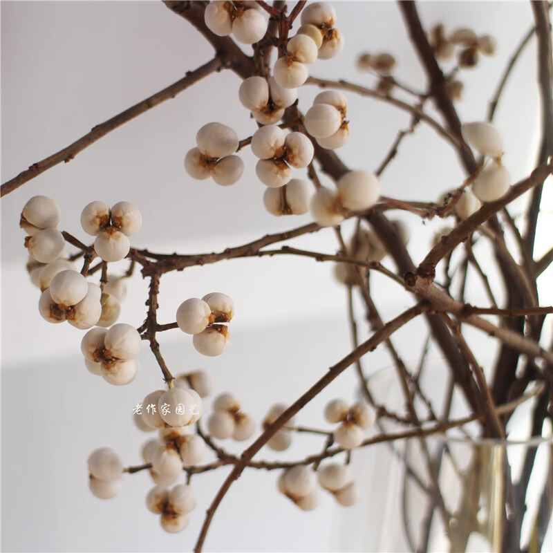 ins小白果干花花束天然树枝白色薏米果乌桕果小清新家居花材装饰g约80