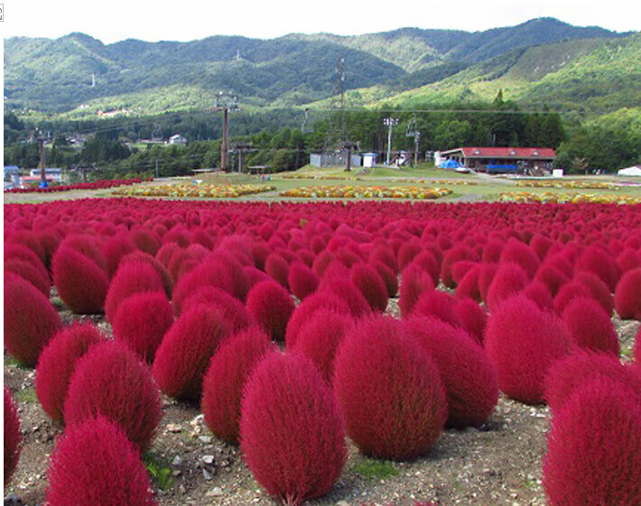 红叶地肤种子 扫帚 孔雀松 花海彩色地被 红色绿色地肤 地葵种子昂景