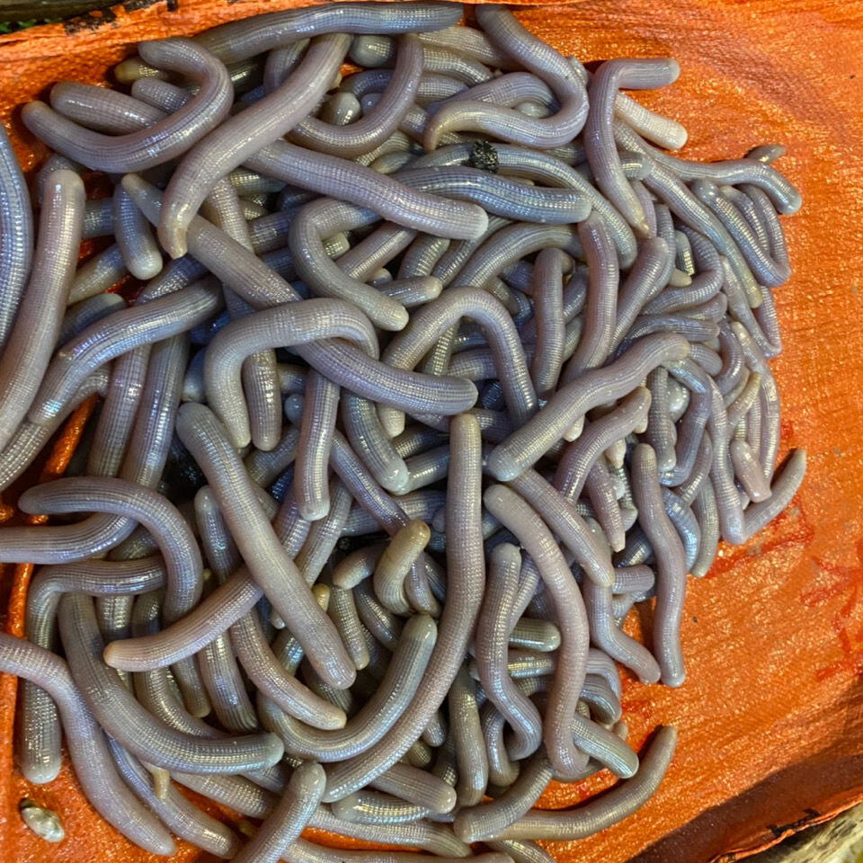 湛江海沙虫干宝宝好东西250克