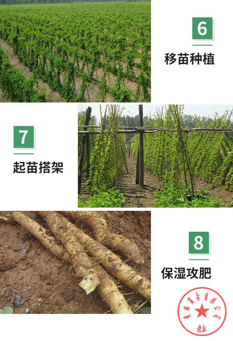 山药种植u型槽淮山种植槽浅生槽塑料培育管定向槽1米中厚100条