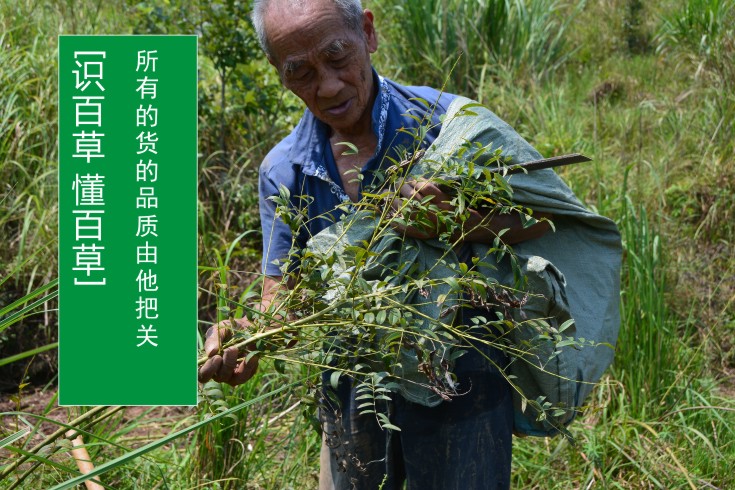 深山養肝草10小扎金草絲線根無硫廣東烏雞煲湯料食材湯料草藥【圖片