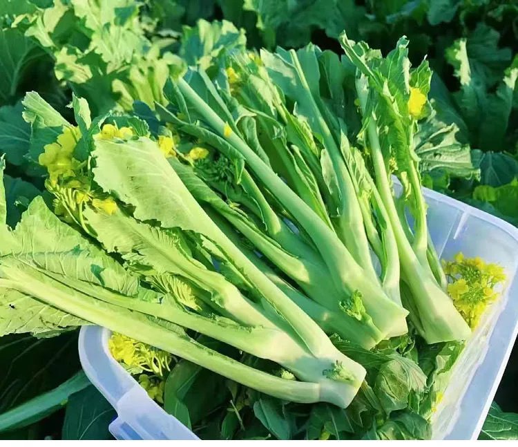 展志曼智广东增城迟菜心特产正宗小楼腊布高脚菜心蔬菜嫩爽甜当季时令