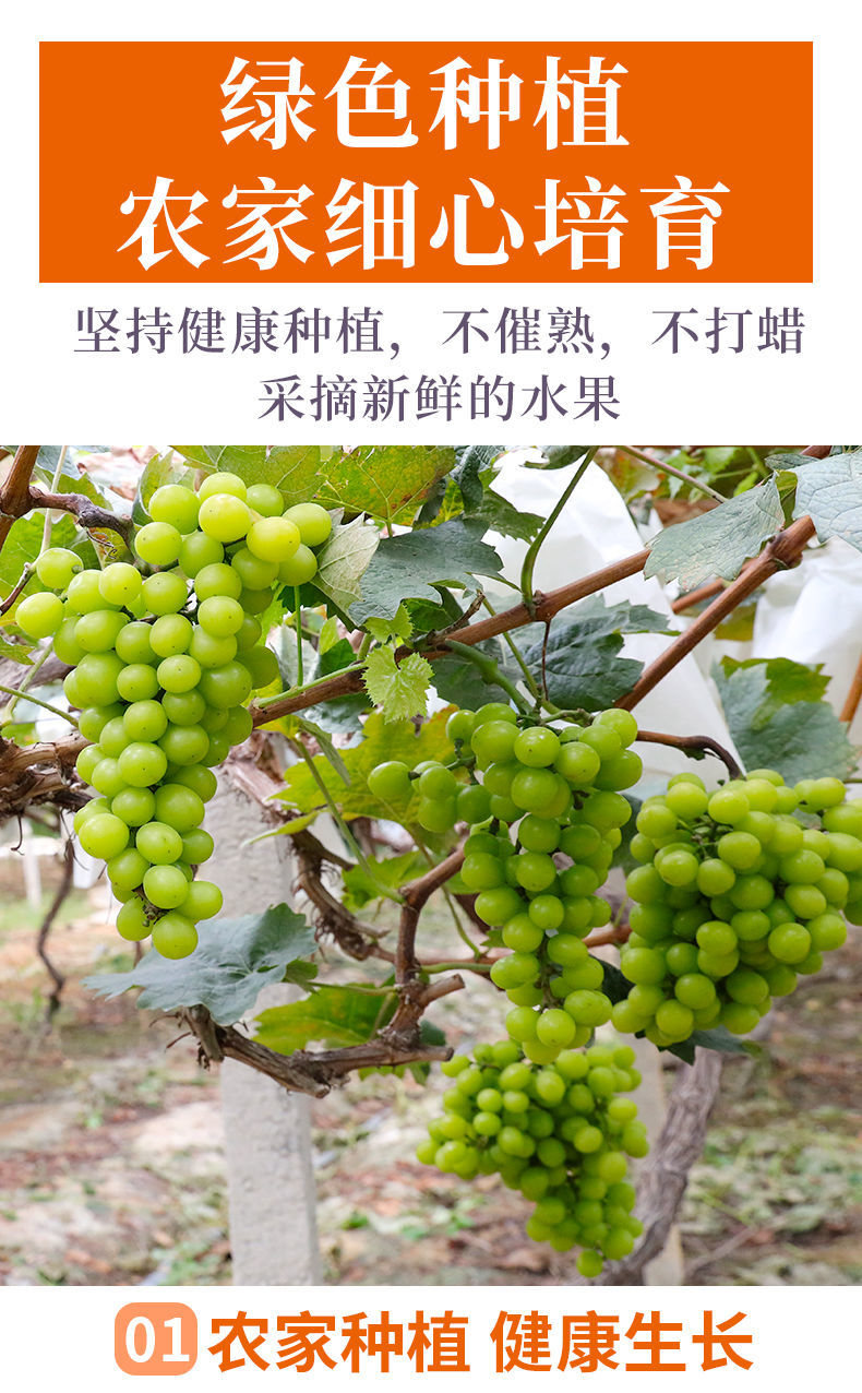 2022阳光玫瑰葡萄香印青提晴王新鲜非云南葡萄昌隆福记串型精选装2斤