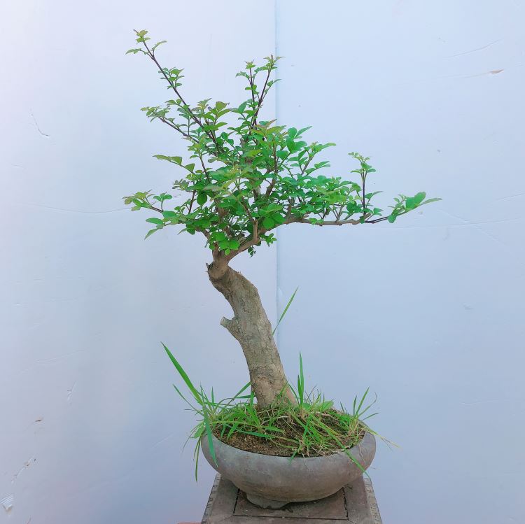 对节白蜡盆景微型盆景对节白腊对节白蜡老桩盆栽桌面绿植实物浅灰色