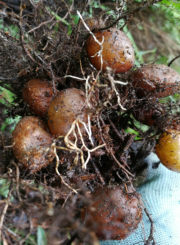 纯野石黄皮凤凰蛋蛇蛋马骝卵肾蕨果化狗儿蜈蚣草新鲜500克【图片 价格