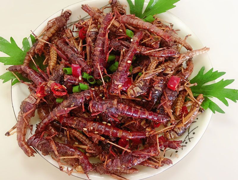 橙伯乐蚂蚱 新鲜蝗虫活虫带翅冷冻虫子美食油炸即食蚱蜢东亚飞蝗鸟鱼