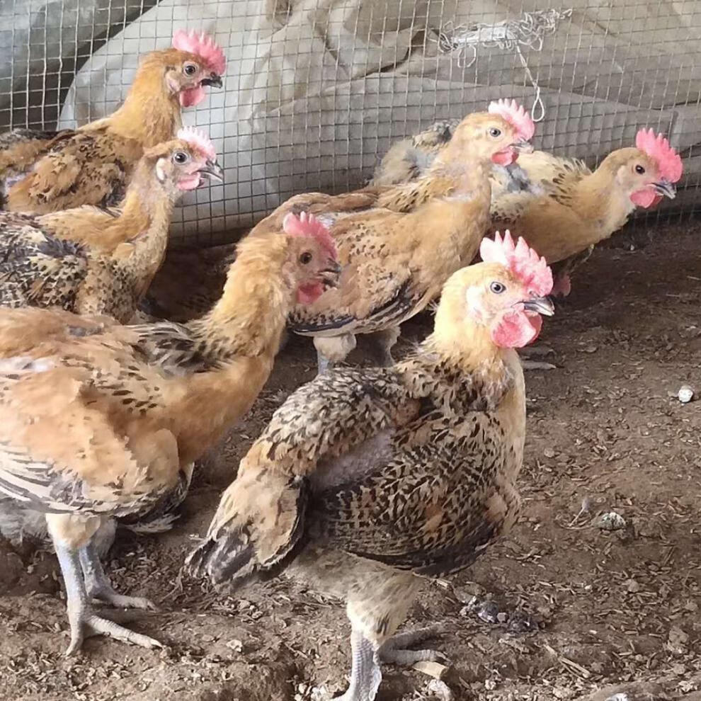 cmcm纯种半大土鸡一斤麻羽产蛋王笨母鸡活体脱温苗农家散养批发成年