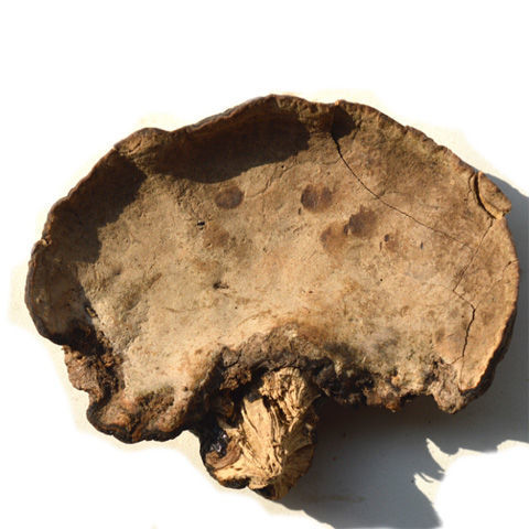 北京同仁堂原料【海南薄树芝】海南野生薄树芝 薄盖灵芝 黑灵芝 黑块