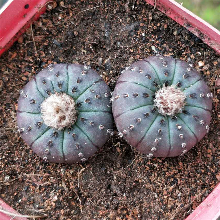 园艺实生仙人球 【士童】多肉植物开花盆栽 办公室内实生士童属小苗