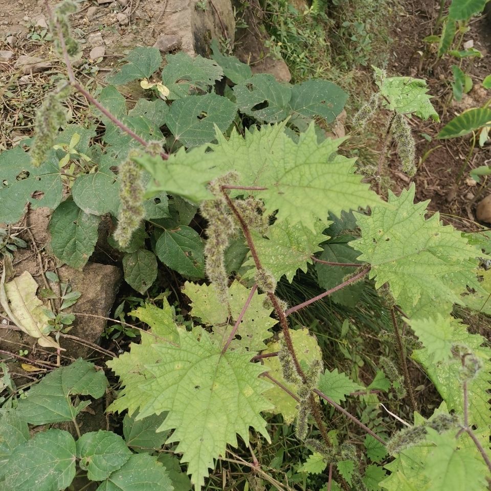 新鲜野生红杆荨麻草四川红活麻红霍麻草咬人草红豁麻绿杆荨麻草 干货