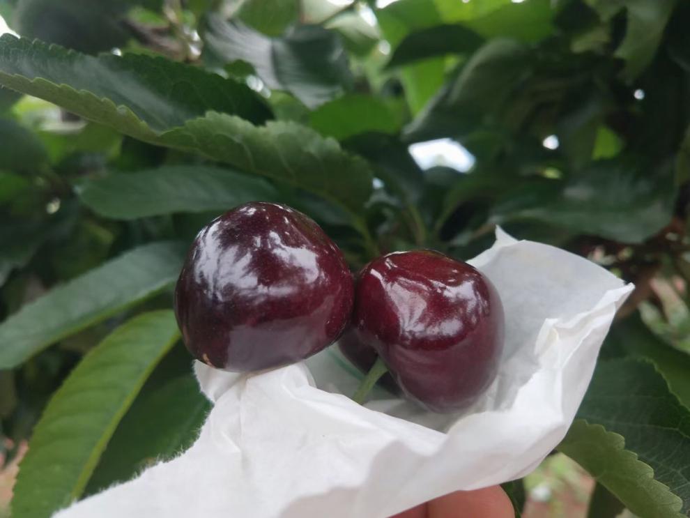 甘肃天水套袋大樱桃新鲜水果国产黑珍珠车厘子皮薄多汁 团建送礼生鲜