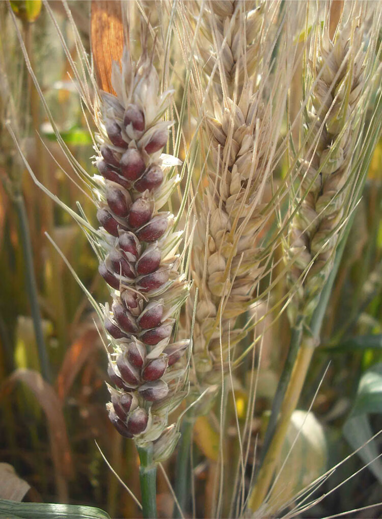 农大3753原种黑小麦种子高产易种杂粮黑金刚黑麦春冬季黑小麦种籽