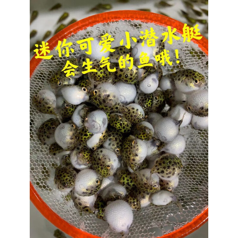 【京选推荐】潜水艇会生气的鱼凶猛气泡鱼活体巧克力娃娃鱼吃螺观赏鱼